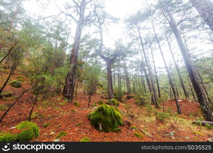 Magic misty forest