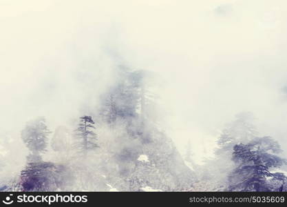 Magic misty forest