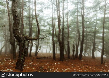 Magic misty forest