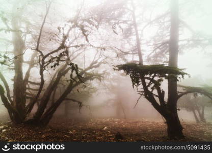 Magic misty forest