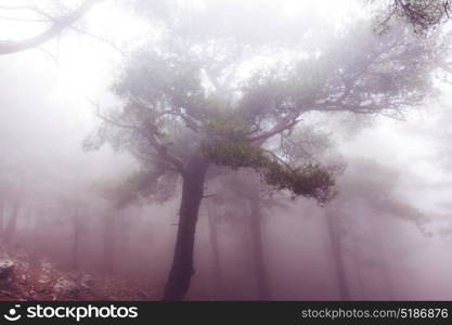 Magic misty forest
