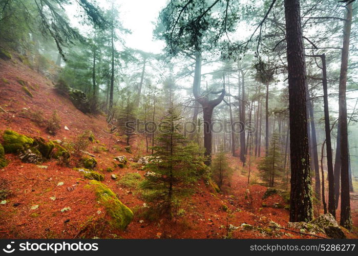 Magic misty forest