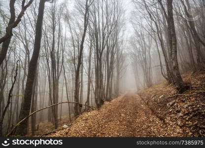 Magic misty forest. Beautiful natural landscapes.