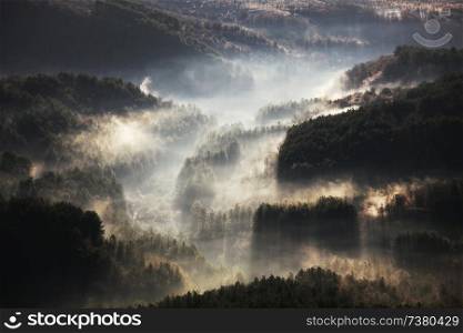 Magic misty forest in sunrise. Beautiful natural landscapes.