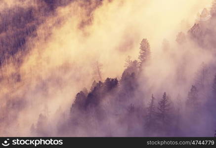 Magic misty forest in the morning