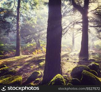Magic misty in forest