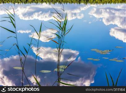 Magic reflection of reeds, distant forest and blue cloudy sky in the mirrored water of a lake.. Magic Reflection Of Clouds And Reeds In Lake