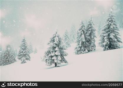 magic winter landscape with snowy fir trees