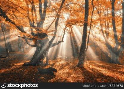 Magical autumn forest with sun rays in the evening. Trees in fog. Colorful landscape with foggy forest, gold sunlight, orange foliage at sunset. Fairy forest in autumn. Fall woods.Enchanted tree. Magical autumn forest with sun rays in the evening