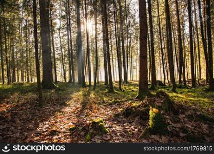 Magical Deep foggy Autumn Forest. Park. Beautiful Scene Misty Old Forest with Sun Rays, Shadows. Scenic Landscape. Magical Deep foggy Autumn Forest. Park. Beautiful Scene Misty Old Forest with Sun Rays,