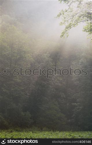 magical forest in the morning sunlight