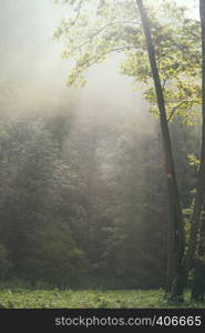 magical forest in the morning sunlight