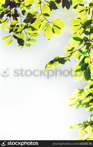 magical frame from the leaves of a tree. beautiful background