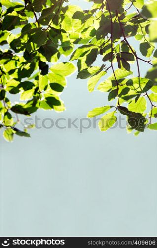 magical frame from the leaves of a tree. beautiful background