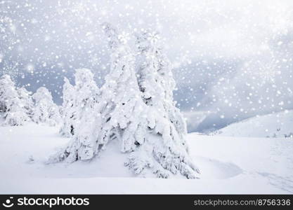 magical frozen winter landscape with snow covered fir trees