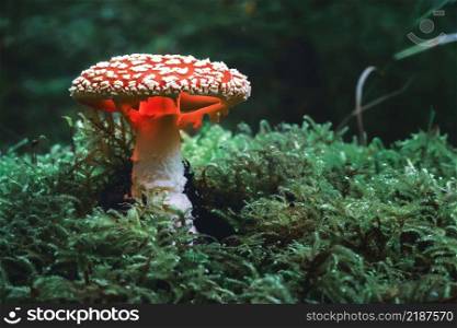 Magical glowing mushrooms with a blurred forest background. red with white spotted fly agarics lit up as bedroom lamps, fantasy background. Lightpaiting glowing mushrooms in the enchanted woods. Night photography magic.