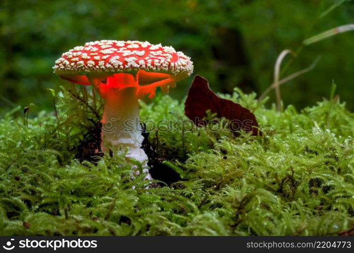 Magical glowing mushrooms with a blurred forest background. red with white spotted fly agarics lit up as bedroom lamps, fantasy background. Lightpaiting glowing mushrooms in the enchanted woods. Night photography magic.