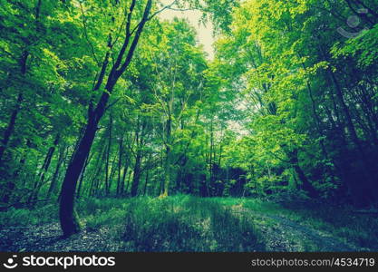 Magical green forest with trees in daylight