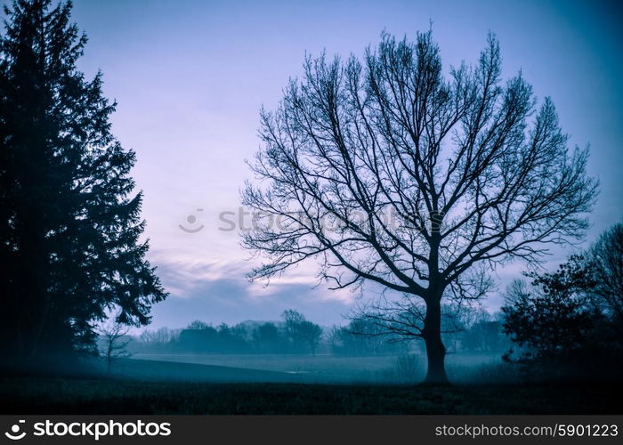 Magical morning mist foliage on a beautiful countryside scenery landscape