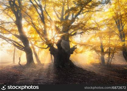 Magical old forest with sun rays. Amazing trees in fog. Colorful landscape with foggy forest, gold sunlight, orange foliage at sunset. Fairy forest in autumn. Fall. Enchanted tree. Autumn colors. Magical old forest with sun rays. Amazing trees in fog