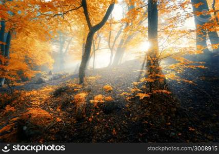 Magical old forest with sun rays in the morning. Amazing forest in fog. Colorful landscape with foggy forest, gold sunlight, orange foliage at sunrise. Fairy trees in autumn. Fall woods.Enchanted tree. Magical old forest with sun rays in the morning