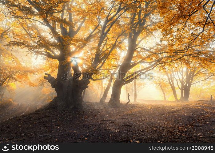 Magical old forest with sun rays in the morning. Amazing trees in fog. Colorful landscape with foggy forest, gold sunlight, orange foliage at sunrise. Fairy forest in autumn. Fall woods.Enchanted tree. Magical old tree with sun rays in the morning