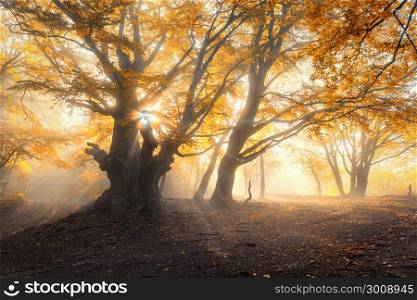 Magical old forest with sun rays in the morning. Amazing trees in fog. Colorful landscape with foggy forest, gold sunlight, orange foliage at sunrise. Fairy forest in autumn. Fall woods.Enchanted tree. Magical old tree with sun rays in the morning