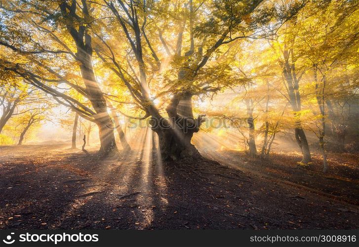 Magical old tree with sun rays in the morning. Magical old tree with sun rays in the morning. Amazing forest in fog. Colorful landscape with foggy forest, gold sunlight, orange foliage at sunrise. Fairy forest in autumn. Fall woods. Enchanted tree