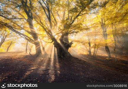 Magical old tree with sun rays in the morning. Magical old tree with sun rays in the morning. Amazing forest in fog. Colorful landscape with foggy forest, gold sunlight, orange foliage at sunrise. Fairy forest in autumn. Fall woods. Enchanted tree