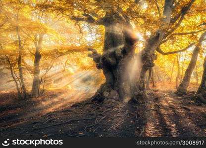 Magical old tree with sun rays in the morning. Magical old tree with sun rays in the morning. Amazing forest in fog. Colorful landscape with foggy forest, gold sunlight, orange foliage at sunrise. Fairy forest in autumn. Fall woods. Enchanted tree