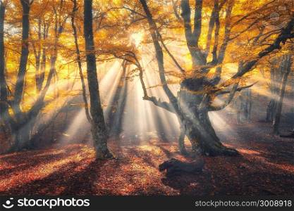 Magical old tree with sun rays in the morning. Magical old forest with sun rays in the morning. Amazing forest in fog. Colorful landscape with foggy forest, gold sunlight, orange foliage at sunrise. Fairy trees in autumn. Fall woods.Enchanted tree