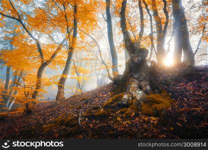 Magical old tree with sun rays in the morning. Amazing forest in fog. Colorful landscape with foggy forest, gold sunlight, orange foliage at sunrise. Fairy forest in autumn. Fall woods. Enchanted tree. Magical old tree with sun rays in the morning. Amazing forest in