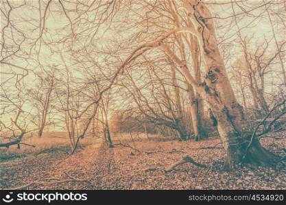 Magical sunrise in a spooky forest with bare trees