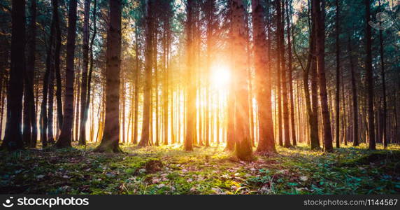 Magical sunset and sunbeams in the woodland. Green grass, tree trunks and light.