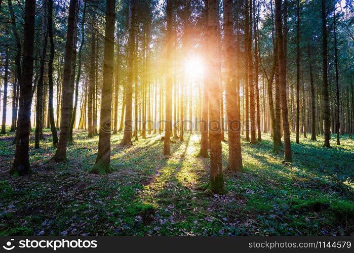 Magical sunset and sunbeams in the woodland. Green grass, tree trunks and light.