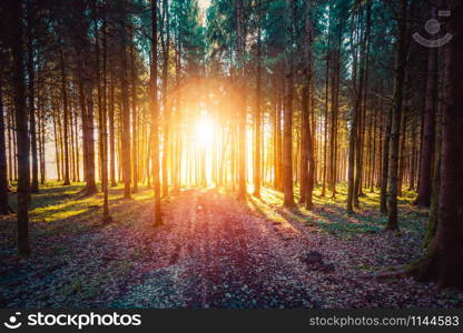 Magical sunset and sunbeams in the woodland. Green grass, tree trunks and light.