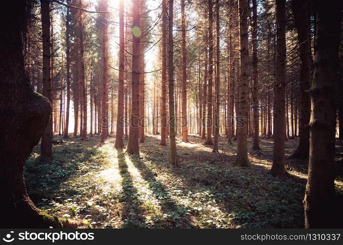 Magical sunset and sunbeams in the woodland, spring time. Tree trunks and light.