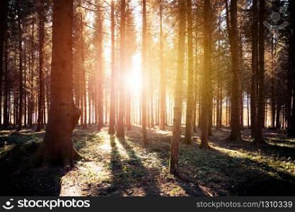 Magical sunset and sunbeams in the woodland, spring time. Tree trunks and light.