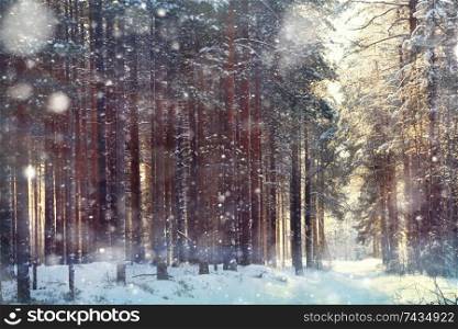 magical winter forest, a fairy tale, mystery