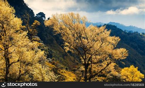 Magical young yellow and orange leaves in late autumn or early springtime. Mountains and dark clouds in the backgrounds. Focus on trees in the foregrounds.