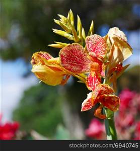 Magnificent large flower canna on background flowerbed.