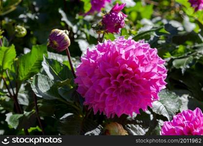 Magnificent pink Dahlia on display in New Zealand