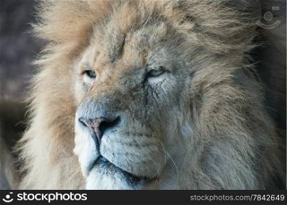 Magnificent portrait of male lion