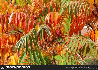 Magnificent Rhus typhina, or staghorn sumac, leaves colored of green and orange in autumn. Close up nice to be used as background