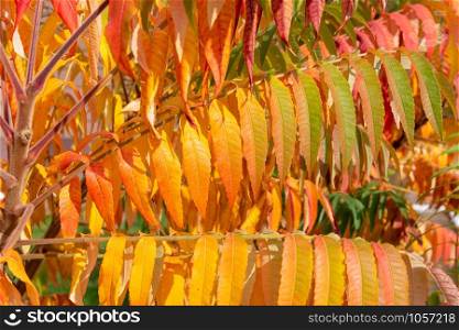 Magnificent Rhus typhina, or staghorn sumac, leaves colored of green and orange in autumn. Close up nice to be used as background