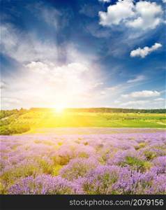 Magnificent sunrise with blazing sun over lavender field.