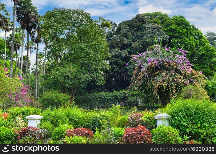 Magnificent tropical park with beautiful trees and flowers.