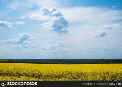Magnificent views of the endless canola field on a sunny day. White fluffy clouds. Picturesque and gorgeous scene. Beauty world.