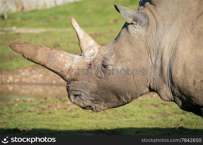 Magnificent white Rhinoceros close up of head and horns