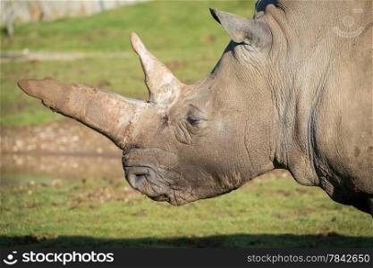 Magnificent white Rhinoceros close up of head and horns